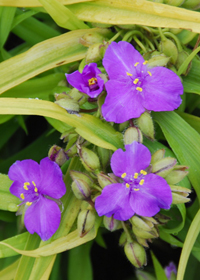 Tradescantia 'Sunshine Charm' Tradescantia 'Sunshine Charm'